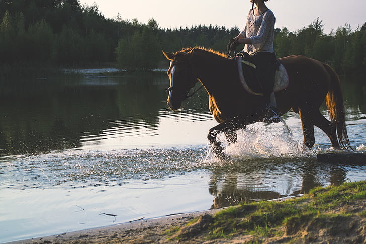 animal, equine, horse, lake, nature, outdoors, river