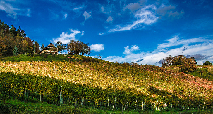 vinhedo, paisagem, área de viticultura, videiras, vinho