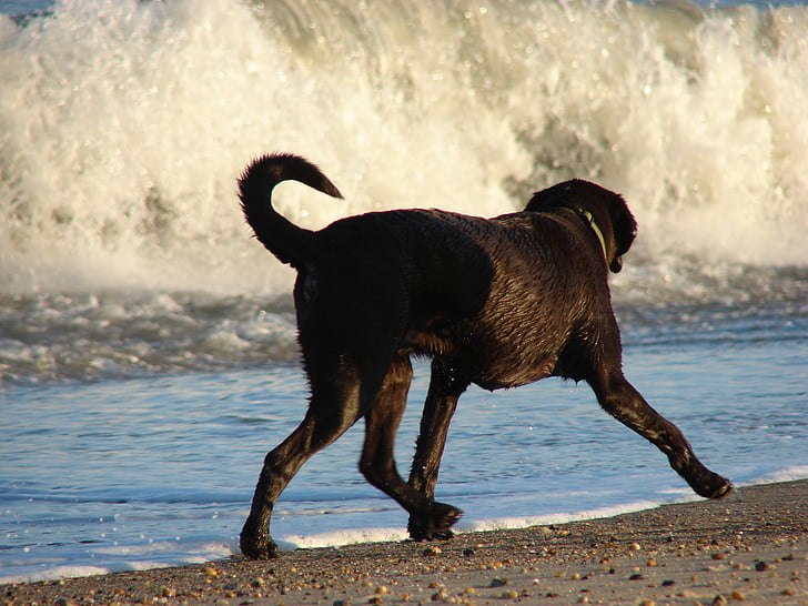 Labrador retriever, Plaża, Labrador, pies, zwierzęta, morze, zwierząt