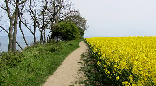 field of rapeseeds, coast, baltic sea, fehmarn, away, field, lane