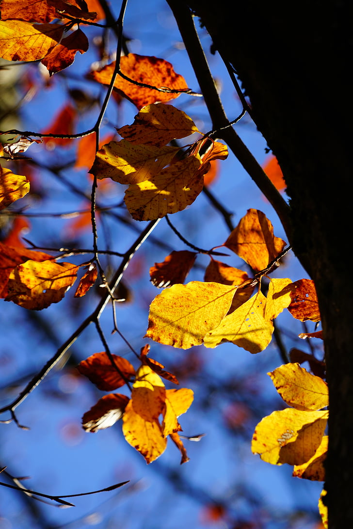 rudens, rudenī zaļumiem, atstāj, bērzs, rudens krāsu, herbstimpression, dižskabāržu lapās