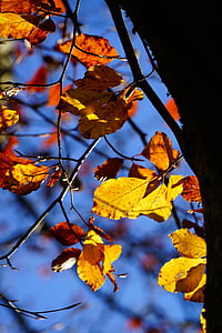 jeseni, padec listje, listi, bukev, padec barve, herbstimpression, bukovi listi