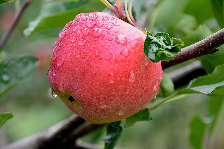 apple, dew, healthy, freshness, juicy, sweet, fresh