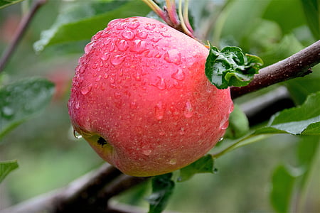 ябълка, роса, здрави, свежест, сочен, Сладко, пресни