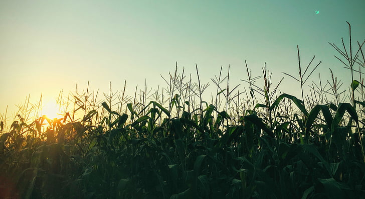green, corn, plants, sunset, crops, agriculture, field