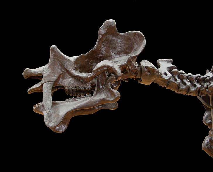 uintatherium, skull, skeleton, dinocerata, prehistoric times, dinosaur, mammal