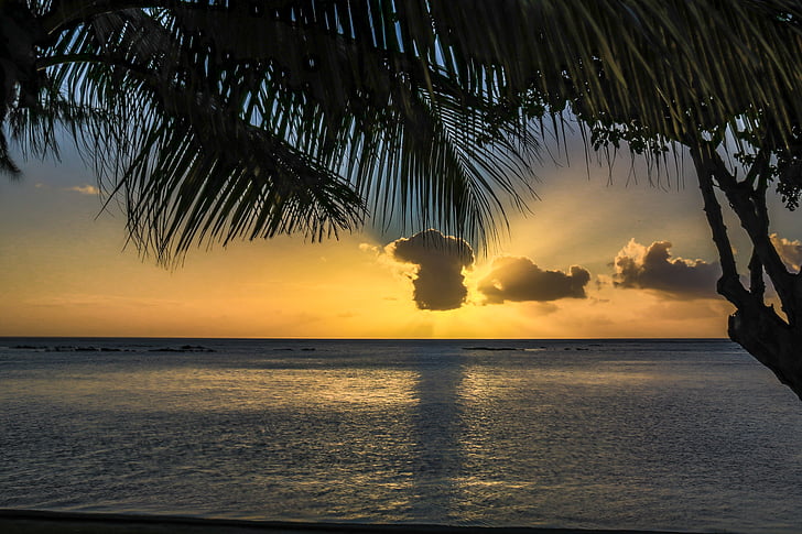 Palms, Sunset, taivas