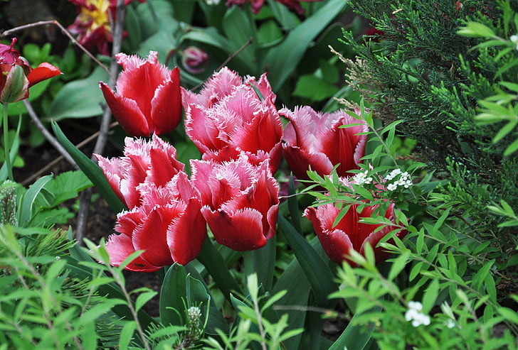 Tulipa, Primavera, natureza, flor, floral, natural, flor