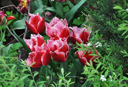 Tulip, forår, natur, blomst, blomstermotiver, naturlige, Blossom