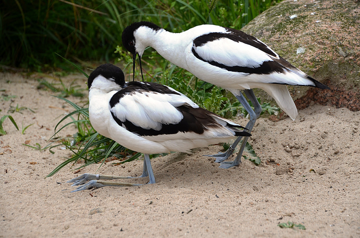 Avocet, ptica, voda ptica, recurvirostra avosetta, recurvirostridae, crno i bijelo, perje