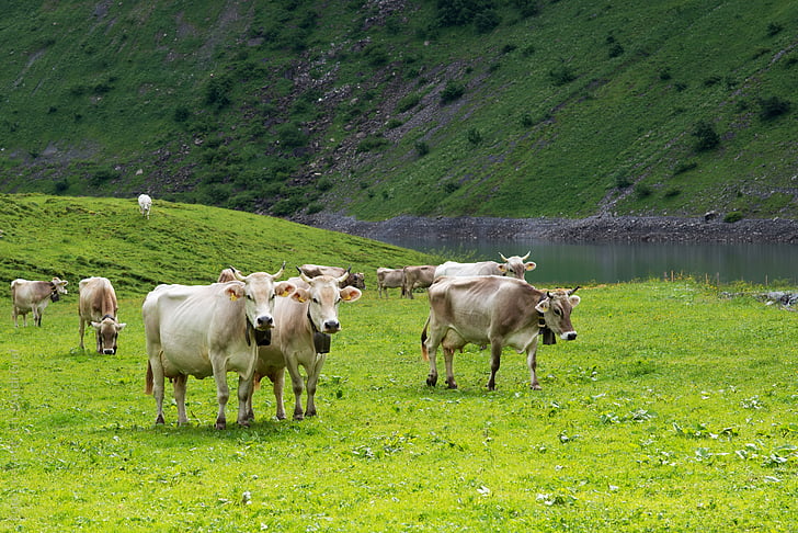 vacas, pastagem alpina, Suíça, Cantão de glarus, Glarus, Alp, Oberblegisee