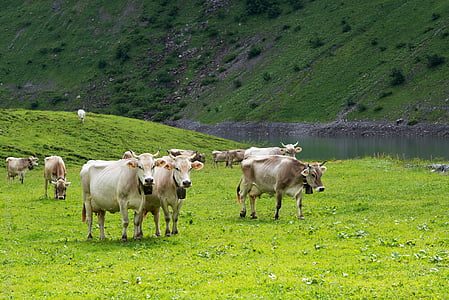 vaques, pastures alpins, Suïssa, Cantó de glarus, Glarus, Alp, oberblegisee