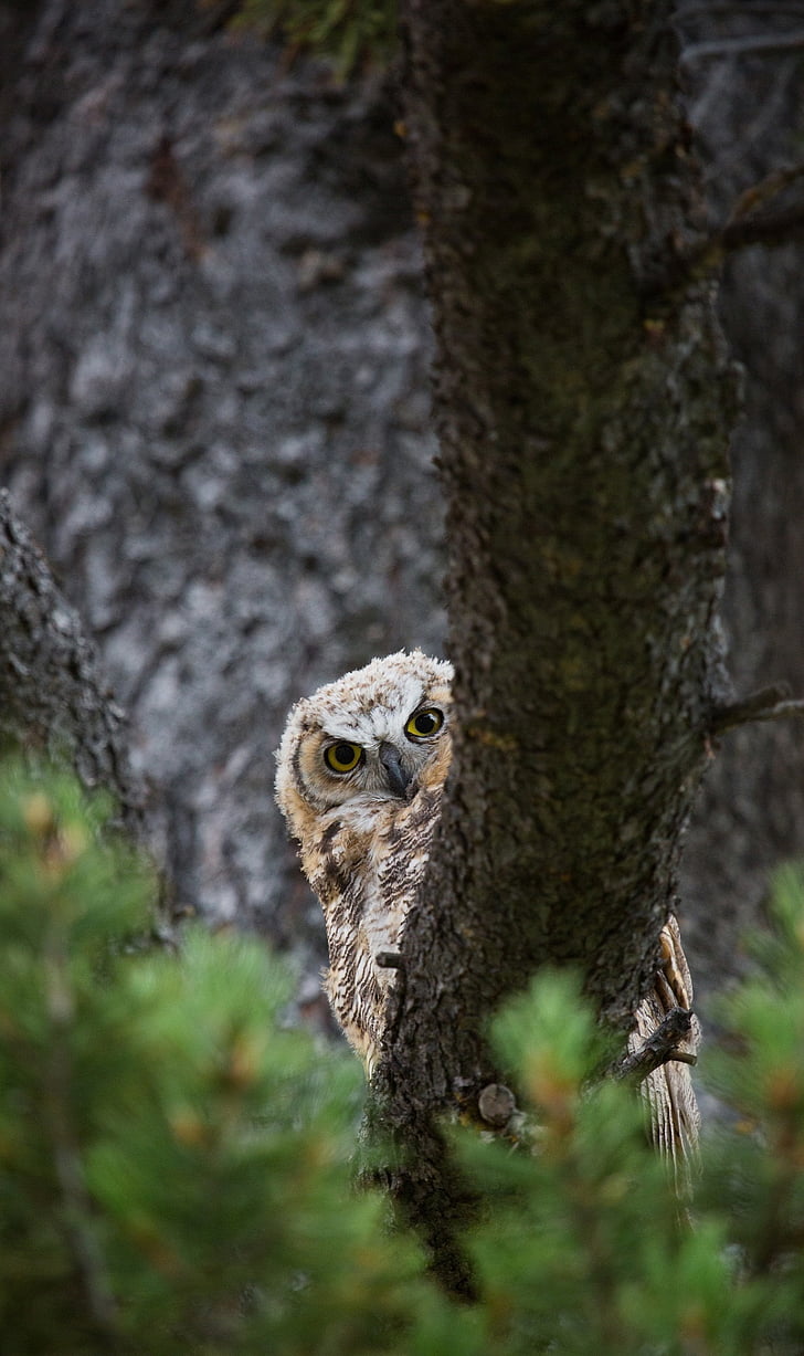Great horned owl, drzewo, drapieżnik, dzikich zwierząt, wgląd, wznosi się, Raptor