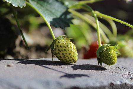 strawberries, immature, fruit, close, strawberry plant, nature, garden