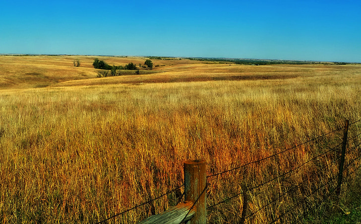 Nebraska, Prairie, Plains, landskap, natursköna, växter, Prairie gräs