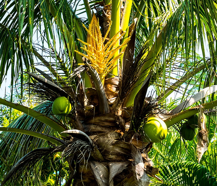 Palm, pohon kelapa, kelapa, Palm blossom