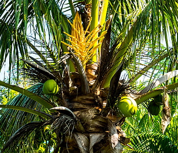 팜, 코코넛 나무, 코코넛, 야 자 꽃