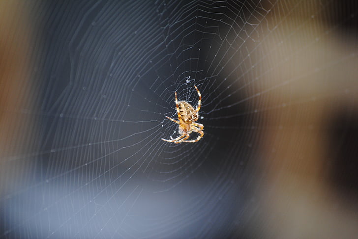 spindel, webben, Spiderweb, naturen, skrämmande, spindelnät, Arachnid