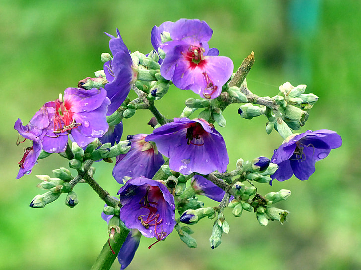blomma, Violet, Tibouchina, Anläggningen, Costa Rica
