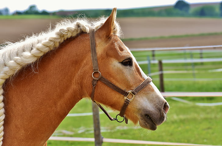 horse, coupling, mane, braids, woven, braid, meadow