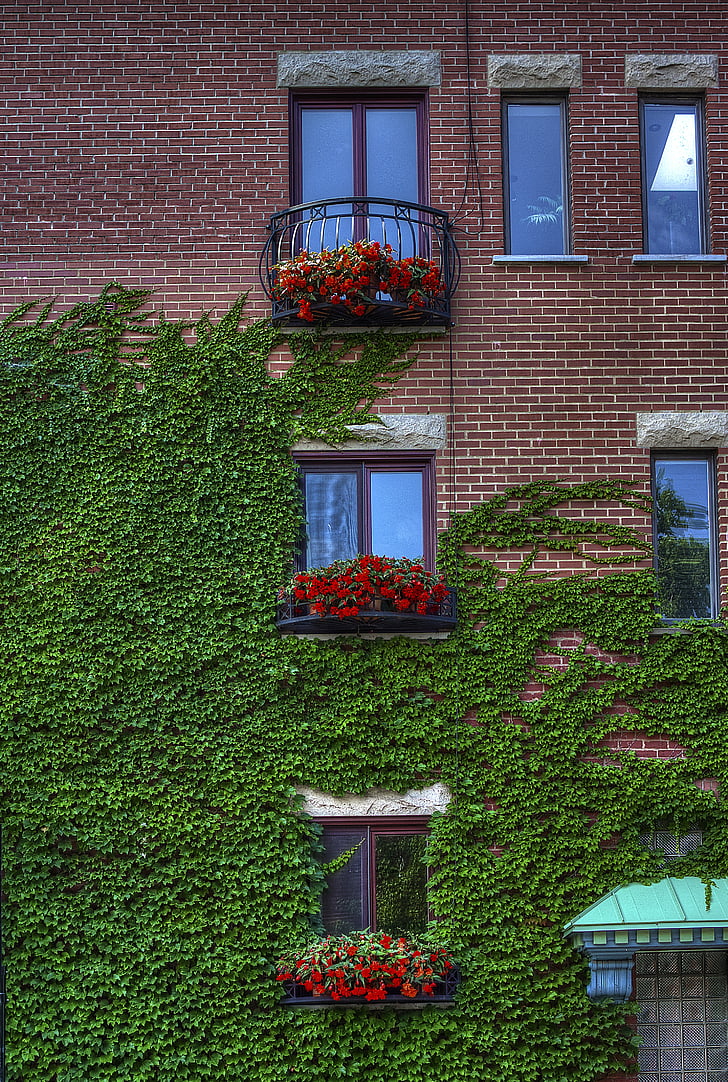 gebouw, blootgestelde bakstenen, bloemen, rode bakstenen, wijnstok, Windows, buitenkant van het gebouw