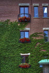building, exposed bricks, flowers, red bricks, vine, windows, building exterior