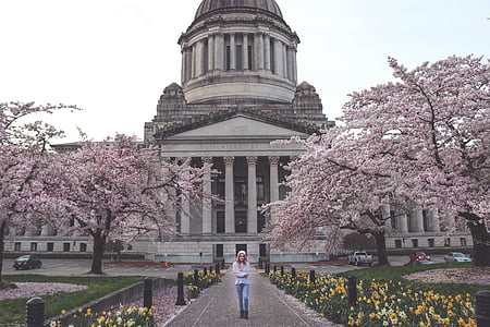 Capitol, edifici, Washington, estat, primavera, Amèrica, EUA
