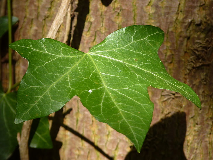 Ivy, Leaf, strom, horolezec, Zelená, Ivy leaf, Príroda