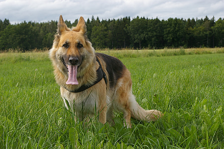 dog, german shepherd, tired, training, tongue