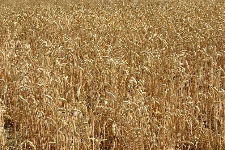 wheat, ears, field