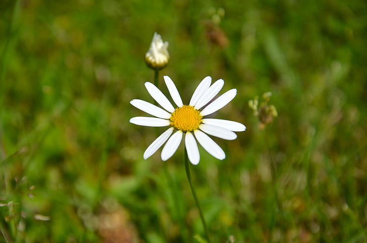 bunga, Daisy, padang rumput, musim panas, meadow berbunga, alam bunga, bunga putih