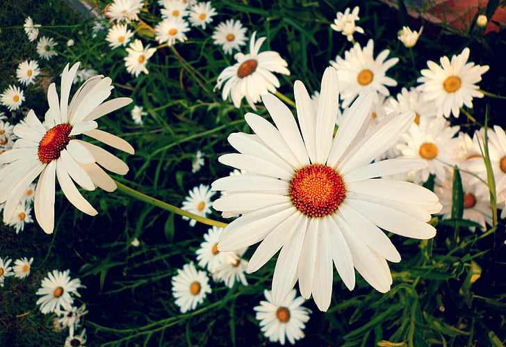 Daisy, Margaritas, Margaret vilde, forår, natur, hvide kronblade, farver