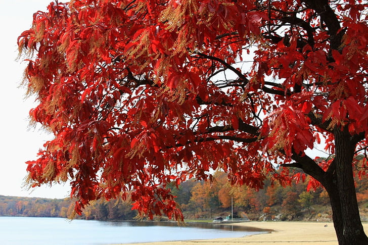 Lago, acqua, albero, foglie, cielo, rosso, autunno