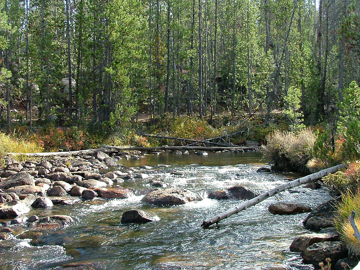 flux de données, Rapids, Forest, rivière, roches, arbres, s’écoulant