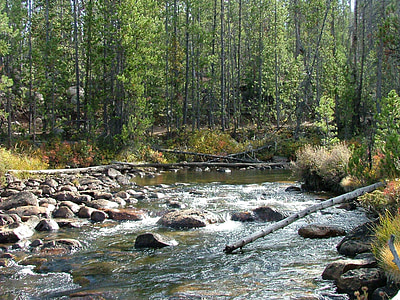 Stream, kosken, Metsä, River, Rocks, puut, virtaa