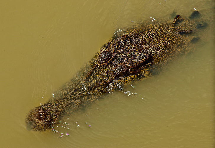 Krokodíl, sladkovodné, plaz, Predator, Austrália, voľne žijúcich živočíchov, nebezpečenstvo