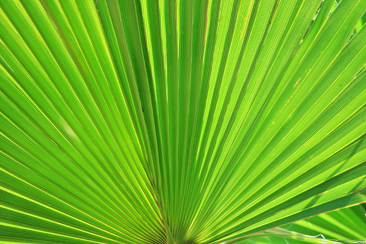 Close-up, fan palm, groen, blad, plant