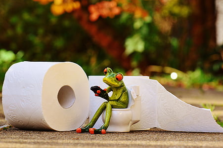 жаба, тоалетна, Loo, сесия, Смешно, тоалетна хартия, WC