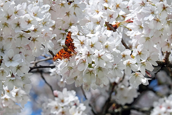 cirerers japonès, flors, blanc, arbre de flor, primavera, cirera japonesa amb flors, Temps floració