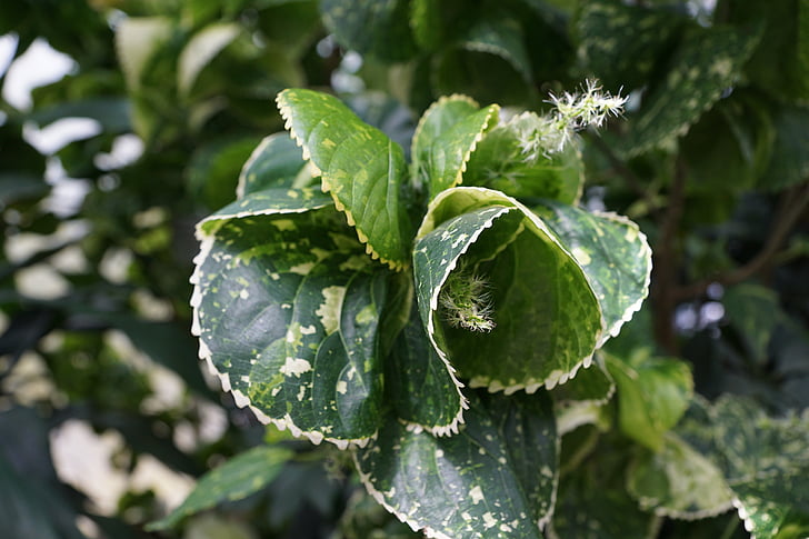 kobber leaf, acalypha amentacea, blad, grønn