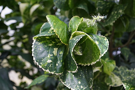 kobber blad, acalypha amentacea, blad, grøn