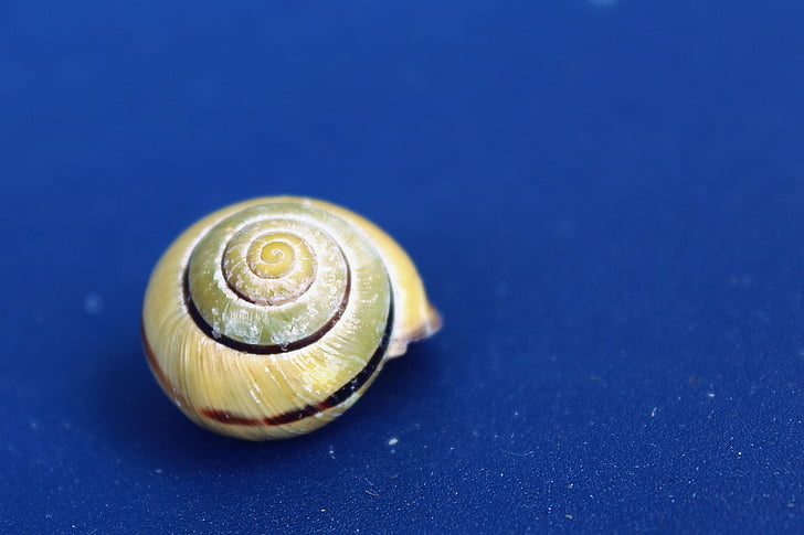 snail, shell, mollusk, close, slowly, snail shell, reptile