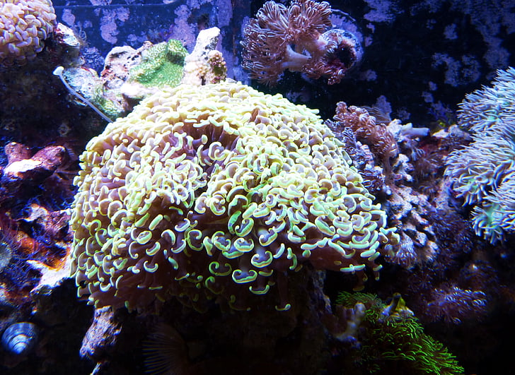 Coral, pod vodou, Ocean, more, meeresbewohner, Príroda, akvárium
