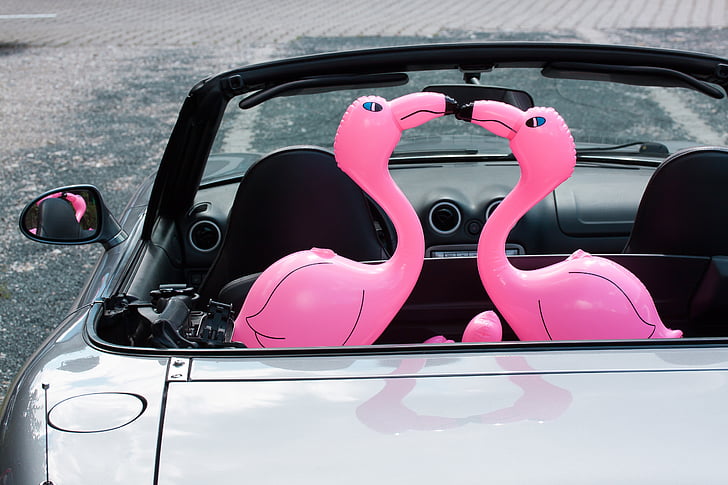 Flamingo, opblaasbare, roze, romantische, liefhebbers, Auto, cabriolet