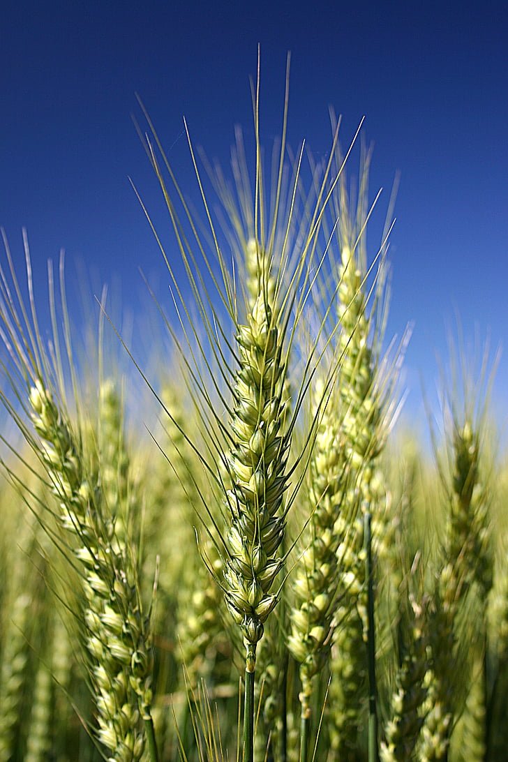 blé, en détail, grains de céréales, Teal, vert, nature, Meadow