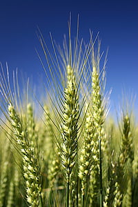 пшеница, детайли, зърна от житни растения, Тийл, Грийн, природата, ливада