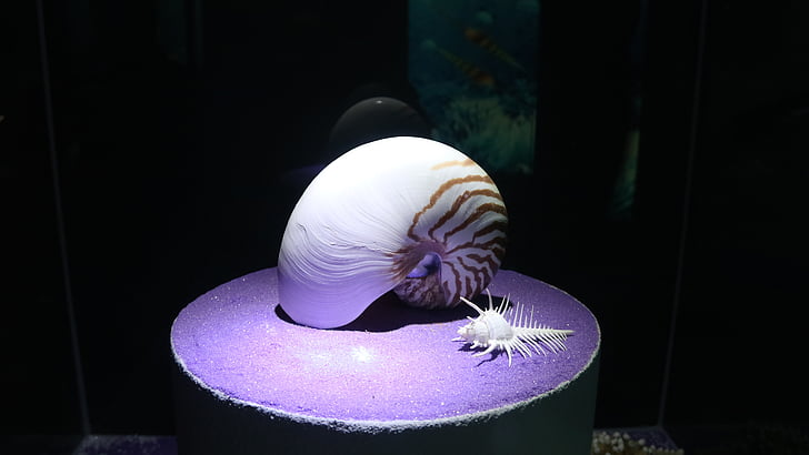 shell, nautilus, Marine, schaal-en schelpdieren