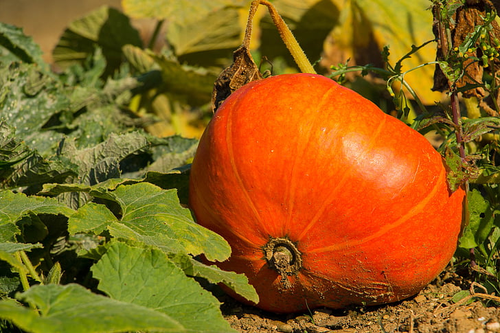 pumpkin, orange, autumn, halloween, hokkaidokürbis, harvest festival, pumpkins autumn