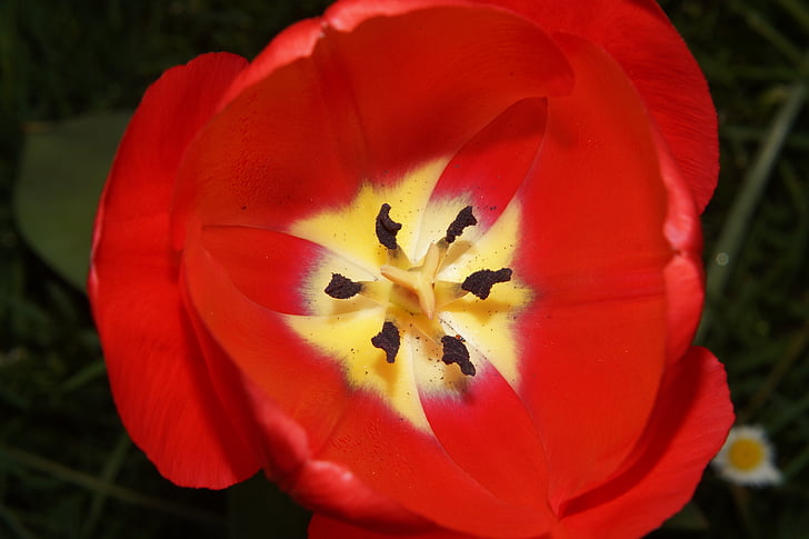 Tulipa, flores, ovário, selo, pólen, vermelho, fechar