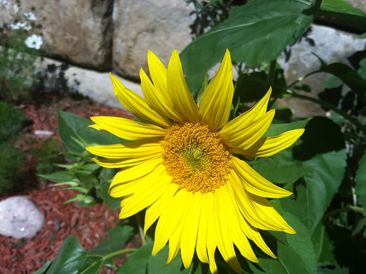 sunflower, yellow, nature, flower, plant, garden